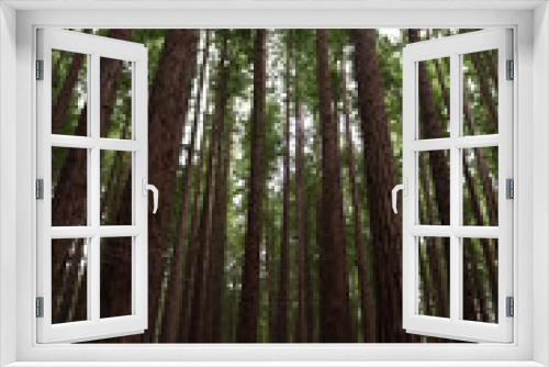Fototapeta Naklejka Na Ścianę Okno 3D - beautiful redwood forest giant trees huge fat tall wood