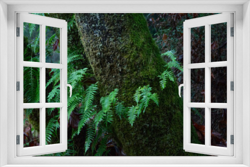 Fototapeta Naklejka Na Ścianę Okno 3D - Stanly Park