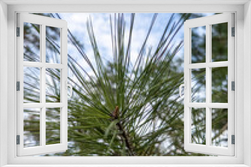 Fototapeta Naklejka Na Ścianę Okno 3D - pine tree branches