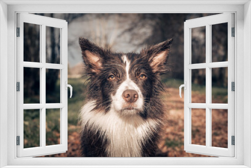 Fototapeta Naklejka Na Ścianę Okno 3D - bordercollie