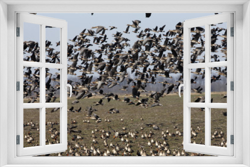 Fototapeta Naklejka Na Ścianę Okno 3D - Red-breasted goose, Branta ruficollis