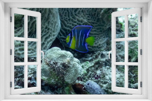 Fototapeta Naklejka Na Ścianę Okno 3D - Juvenile Blue Angelfish