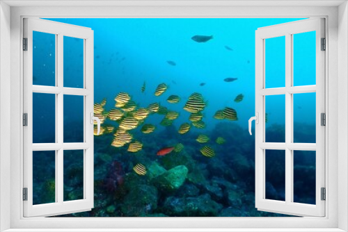 Fototapeta Naklejka Na Ścianę Okno 3D - 바다 물고기