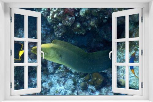 Fototapeta Naklejka Na Ścianę Okno 3D - Costa Rica Sealife Pacific/Caribbean