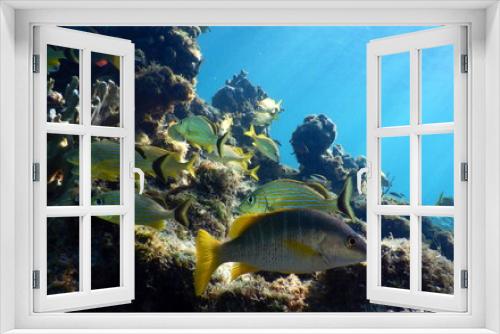 Fototapeta Naklejka Na Ścianę Okno 3D - Costa Rica Sealife Pacific/Caribbean