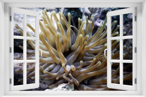 Fototapeta Naklejka Na Ścianę Okno 3D - Under the sea, Caribbean sea life