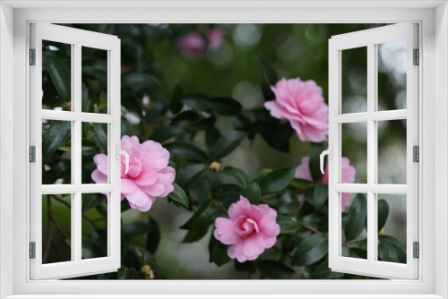 Fototapeta Naklejka Na Ścianę Okno 3D - ひっそりと咲くピンク色のサザンカの花　冬の山茶花満開