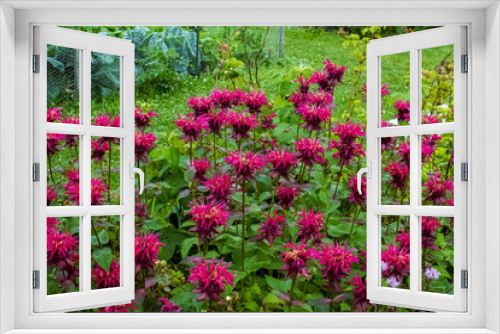 Fototapeta Naklejka Na Ścianę Okno 3D - Bee Balm Flowers in the Garden