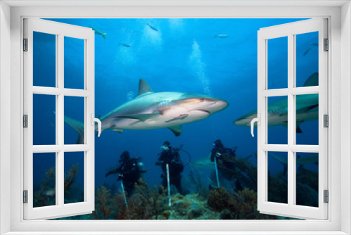 Fototapeta Naklejka Na Ścianę Okno 3D - Group of divers and sharks