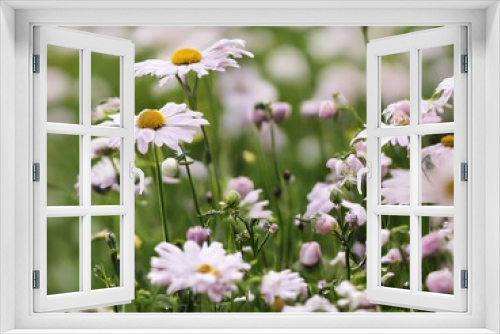 Fototapeta Naklejka Na Ścianę Okno 3D - Flowers