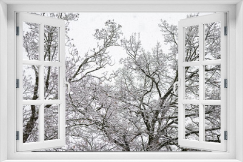 Fototapeta Naklejka Na Ścianę Okno 3D - légére couche de neige sur les arbres