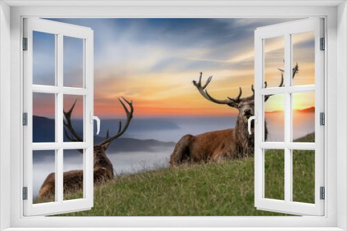Fototapeta Naklejka Na Ścianę Okno 3D - 2 Hirsche im Nebel mit Sonnenuntergang

