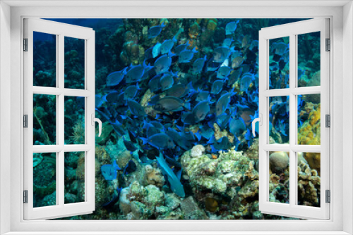 Fototapeta Naklejka Na Ścianę Okno 3D - Blue Tang School
