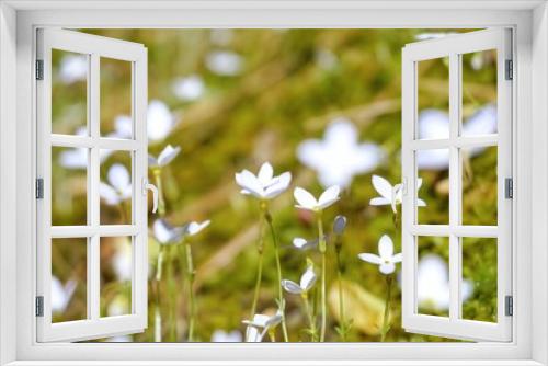 Fototapeta Naklejka Na Ścianę Okno 3D - Flowers. Blossom. Light and shadow. Background. Duke University. Spring vibes.