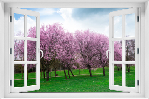 Fototapeta Naklejka Na Ścianę Okno 3D - Wonderful scenic park with rows of blooming cherry trees and green lawn in spring. Pink flowers of cherry tree.Cherry blossoming scenery