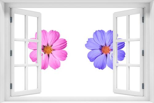 Fototapeta Naklejka Na Ścianę Okno 3D -  Mexican Diasy or Cosmos flower. Collection of small pink-blue flower bouquet isolated on white background. Top view pink-purple exotic flower.