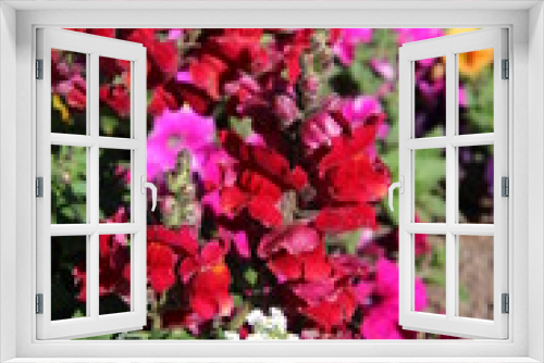 Fototapeta Naklejka Na Ścianę Okno 3D - Red Snapdragons