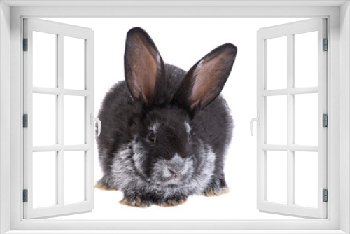 Fototapeta Naklejka Na Ścianę Okno 3D - rabbit isolated