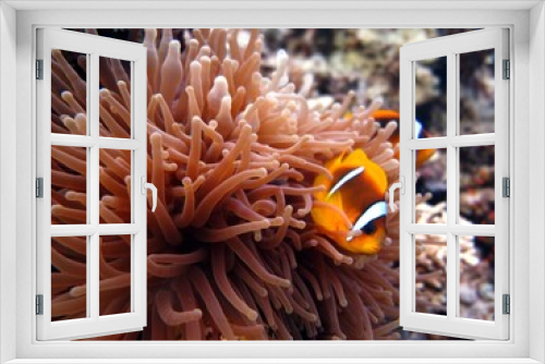 Fototapeta Naklejka Na Ścianę Okno 3D - Red Sea colorful Clown fish