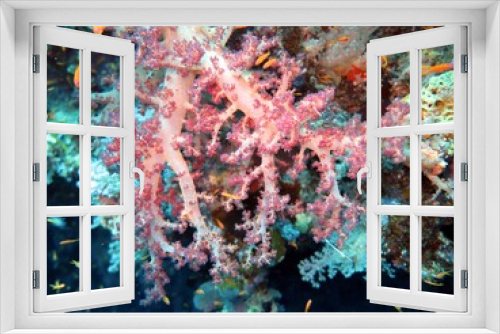 Fototapeta Naklejka Na Ścianę Okno 3D - red sea soft coral reef
