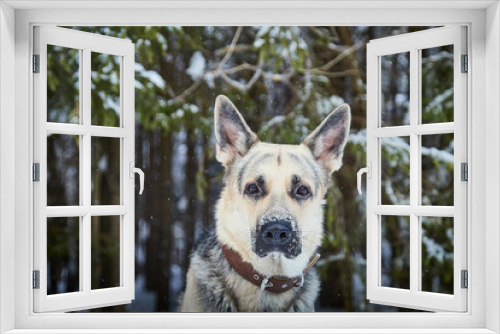 Fototapeta Naklejka Na Ścianę Okno 3D - Dog German Shepherd outdoors in the forest in a winter day. Russian guard dog Eastern European Shepherd in nature on the snow and white trees covered snow