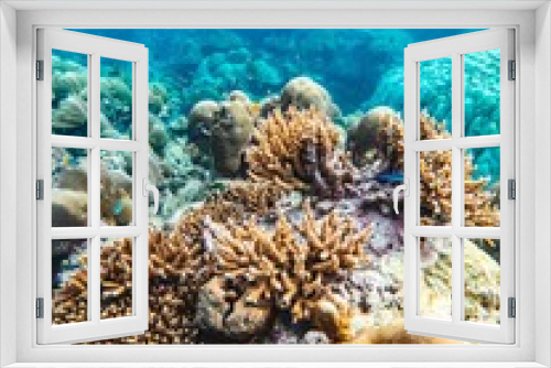Fototapeta Naklejka Na Ścianę Okno 3D - corales