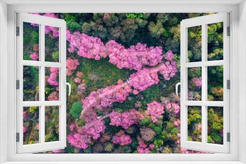Fototapeta Naklejka Na Ścianę Okno 3D - Aerial view of pink cherry blossom trees on mountains, Chiang Mai in Thailand.