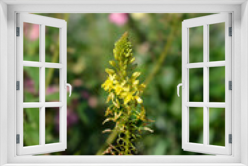 Fototapeta Naklejka Na Ścianę Okno 3D - Yellow bulbine flowers