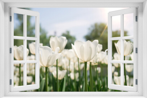 Fototapeta Naklejka Na Ścianę Okno 3D - 	
White tulips bloom under sunshine in the garden.	