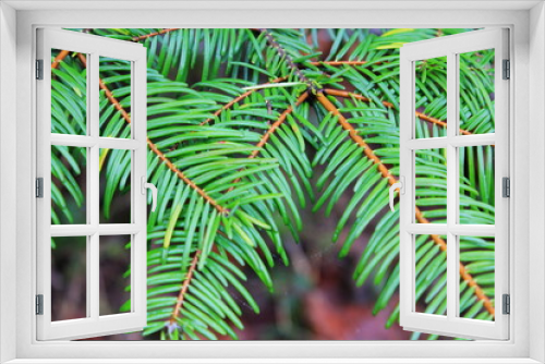 Fototapeta Naklejka Na Ścianę Okno 3D - Close-up photo of green pine leaves.