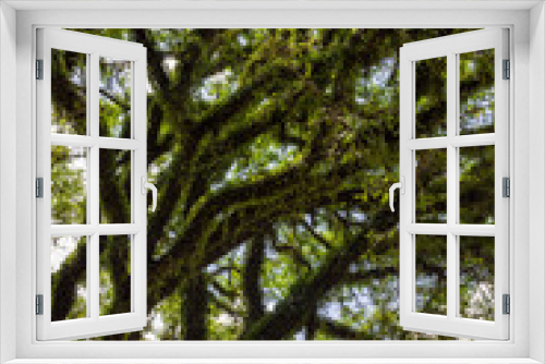 Fototapeta Naklejka Na Ścianę Okno 3D - Branches