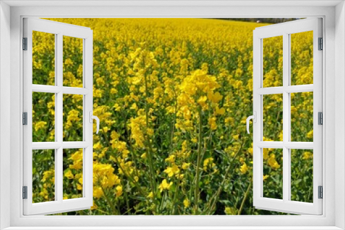 Fototapeta Naklejka Na Ścianę Okno 3D - Blühendes Rapsfeld im Sommer 