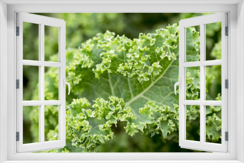 Fototapeta Naklejka Na Ścianę Okno 3D - Gesundes Gemüse - frischer Krauskohl