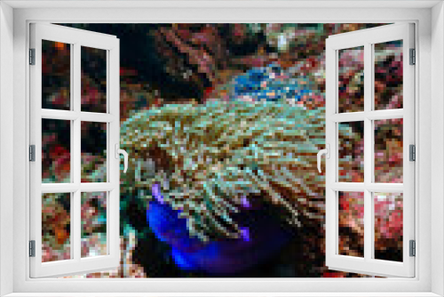 Fototapeta Naklejka Na Ścianę Okno 3D - Underwater photo of clown fish and anemone at the coral reef.