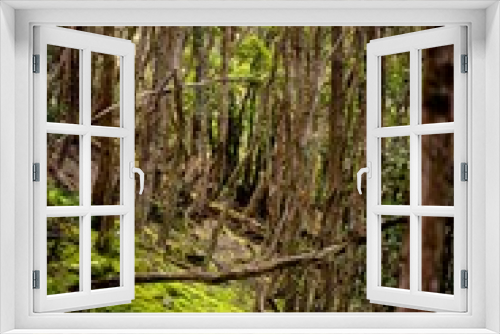 Fototapeta Naklejka Na Ścianę Okno 3D - Moss in the rainforest