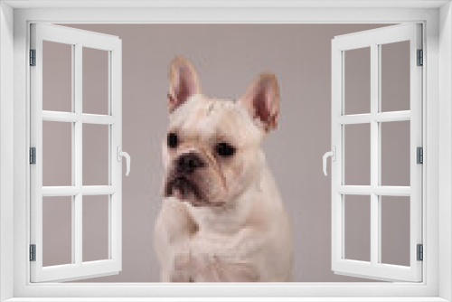 Fototapeta Naklejka Na Ścianę Okno 3D - Full portrait of young French Bulldog. The dog looking to its owner.