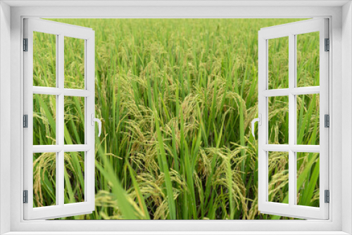 Fototapeta Naklejka Na Ścianę Okno 3D - Green Terraced Rice Field. rice is growing in the field background