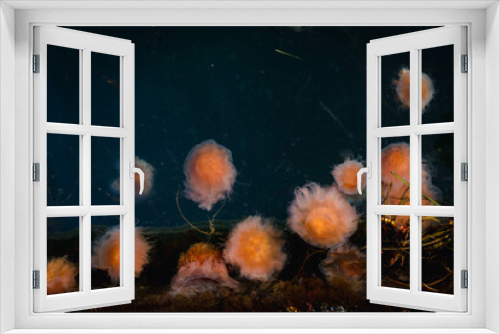 Fototapeta Naklejka Na Ścianę Okno 3D - Agglomeration of many large jellyfish near the surface of the sea. Mass of poisonous and climate change adaptable organisms. Climate emergency and pollution of the seas. Endangered species and danger.