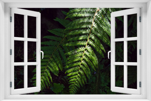 Fototapeta Naklejka Na Ścianę Okno 3D - Beautiful leaves of a fern plant, a close-up shot. Dense green foliage, macro. Green fern plant, close up