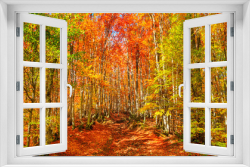 Fototapeta Naklejka Na Ścianę Okno 3D - Autumn landscape - view of a forest road in the autumnal mountain beech forest, Carpathians, Ukraine