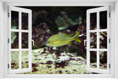 Fototapeta Naklejka Na Ścianę Okno 3D - Bright beautiful ocean fish in blue sea water