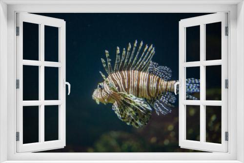 Fototapeta Naklejka Na Ścianę Okno 3D - Bright beautiful ocean fish in blue sea water