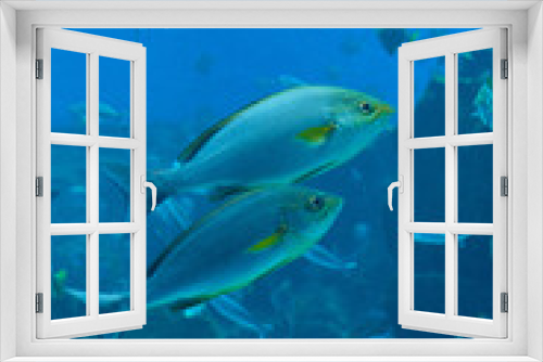 Fototapeta Naklejka Na Ścianę Okno 3D - Fish in the sea