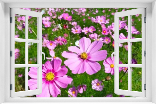 Fototapeta Naklejka Na Ścianę Okno 3D - コスモス畑のかわいい花たち