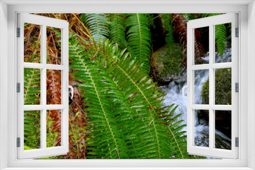 Fototapeta Naklejka Na Ścianę Okno 3D - Creek in the Canadian Woods - travel photography