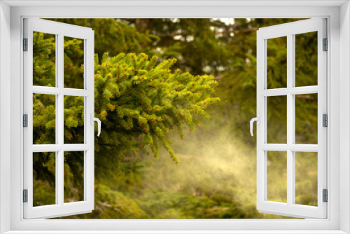 Fototapeta Naklejka Na Ścianę Okno 3D - New growth, pine bud in the spring