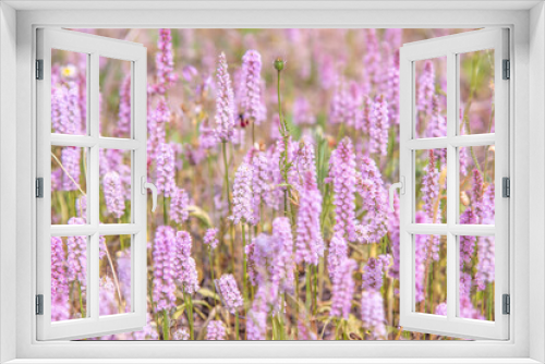 Fototapeta Naklejka Na Ścianę Okno 3D - texture of wild lavender,
