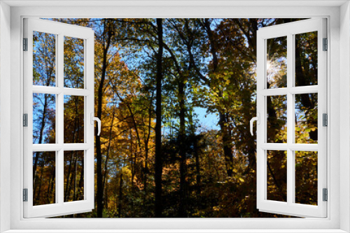 Fototapeta Naklejka Na Ścianę Okno 3D - autumn in the forest (sunstar)