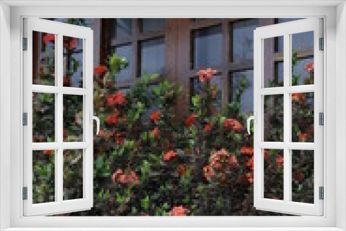 Fototapeta Naklejka Na Ścianę Okno 3D - red flowers in front of the window of a humble man's house