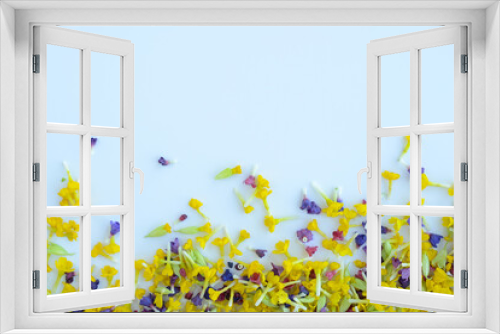 Fototapeta Naklejka Na Ścianę Okno 3D - Flower heads and petals, yellow, purple, pink petals of primrose, primroses and lungwort on blue background. Collecting and harvesting medicinal herbs and flowers. Drying flowers for tea at home